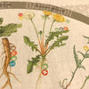 Foraging Field Reference Bandana